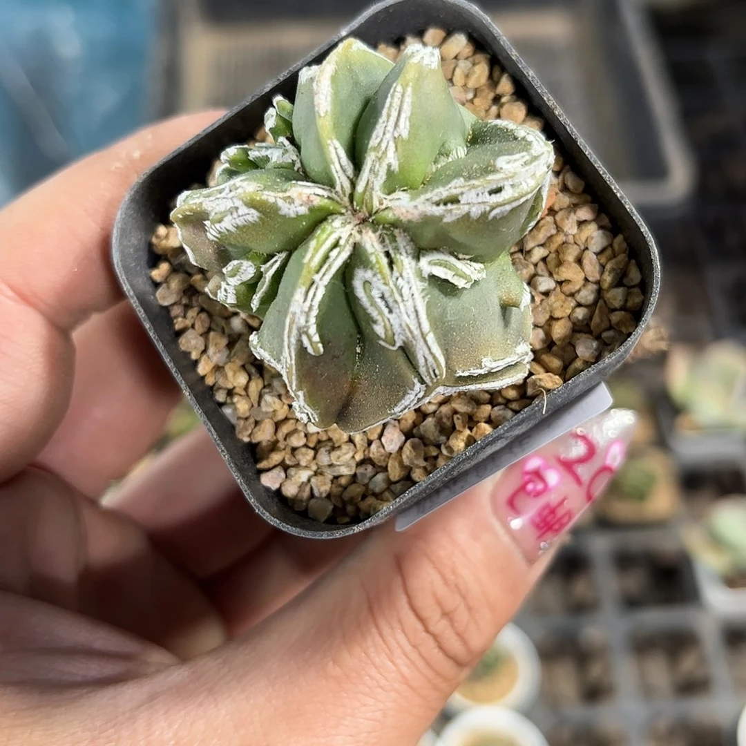 25209一物一拍单头发货