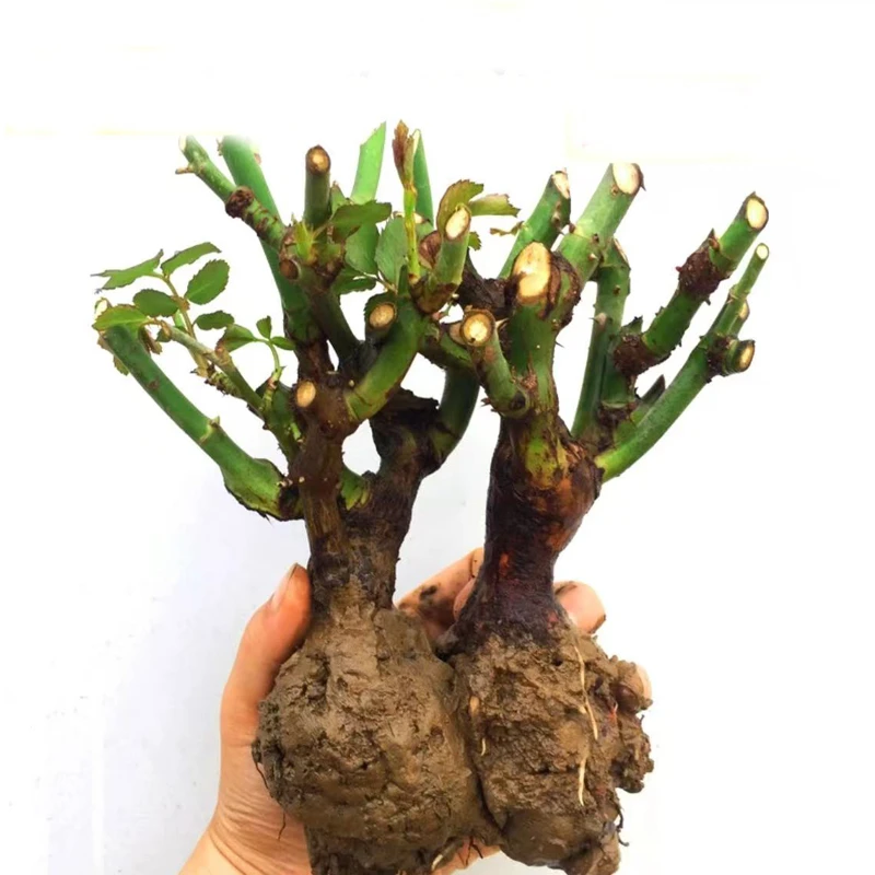 云南玫瑰花苗四季开花盆栽老根浓香大花型月季大苗老桩室内外花卉
