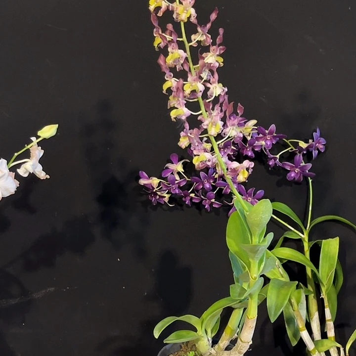 当前无花朵，栽培后可花朵新品羚羊1155