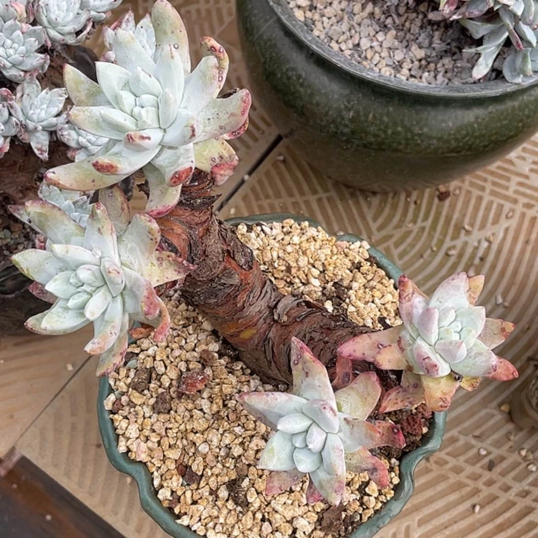 【闪购商品】爱***女红姆杂