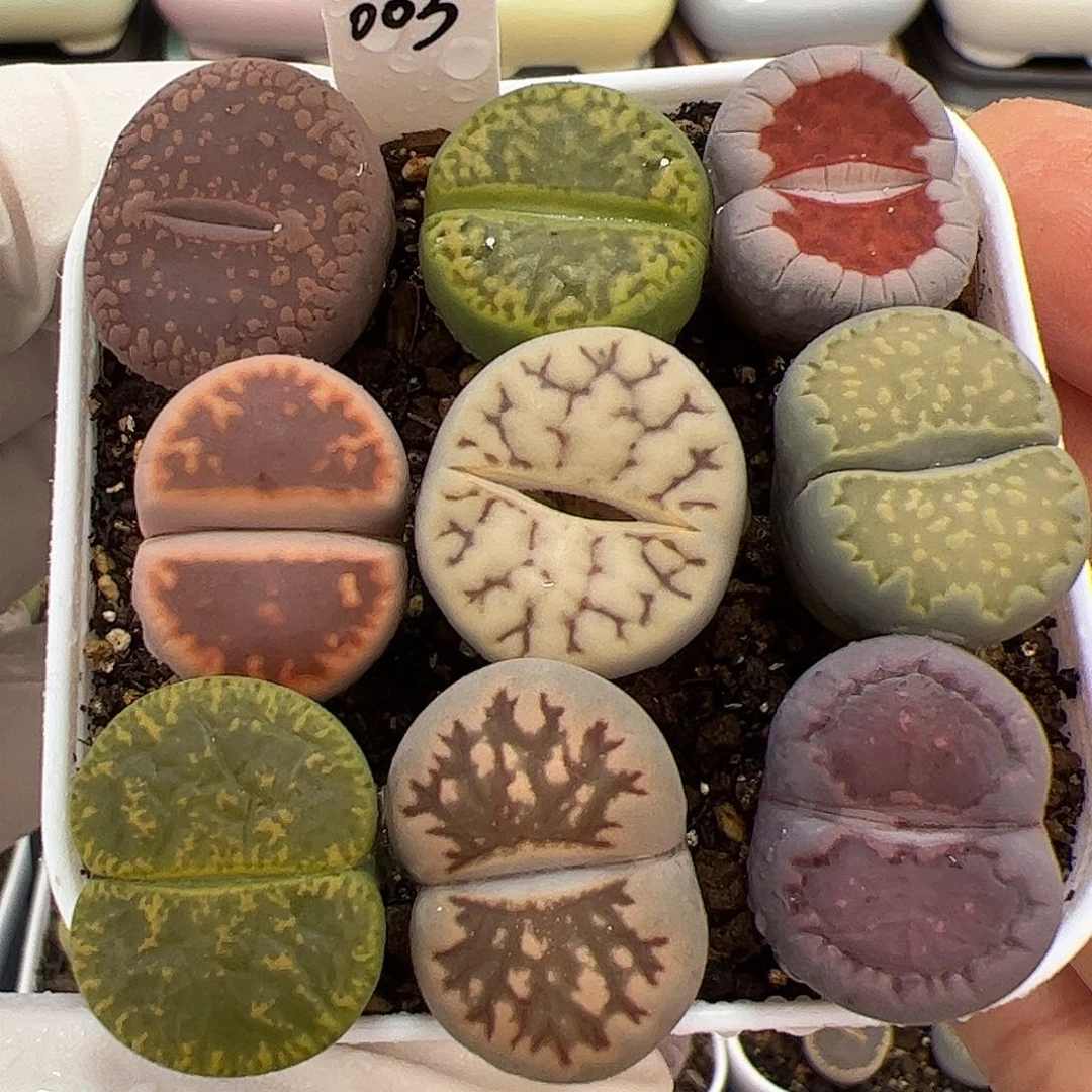 生石花多肉彩拼一盆