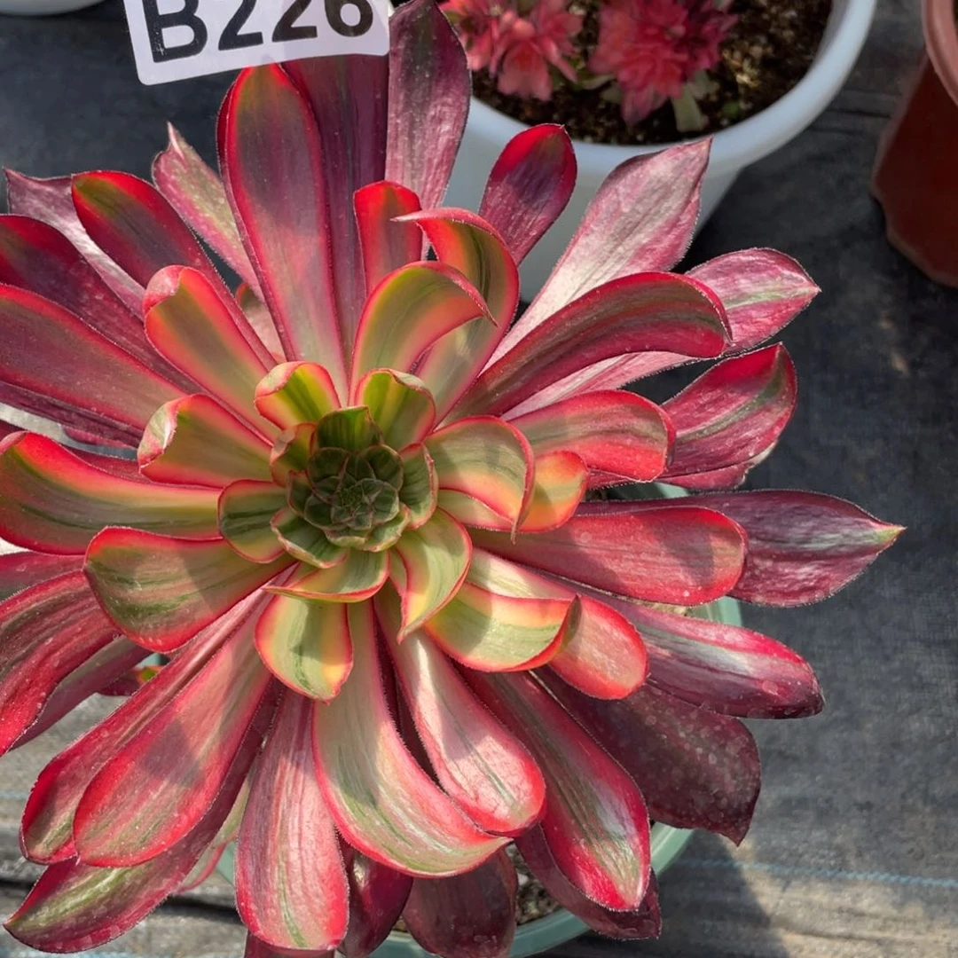 紫砂茶杯226巫毒拉丝鬼