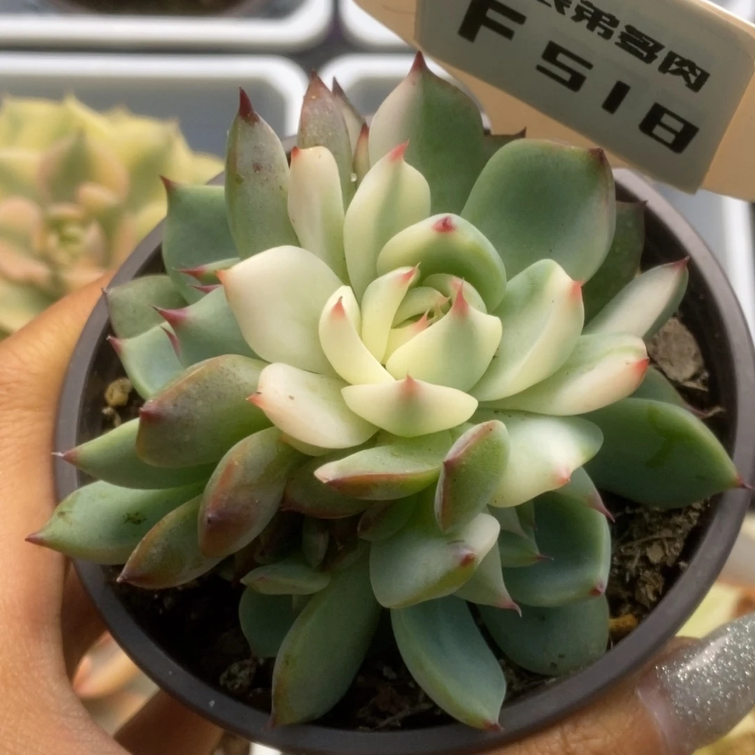 518锦锦锦锦锦锦锦锦
