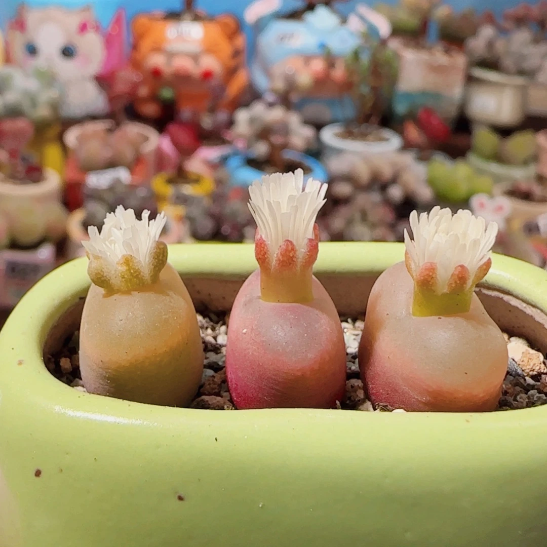 T拼盆蟠桃盆口5cm