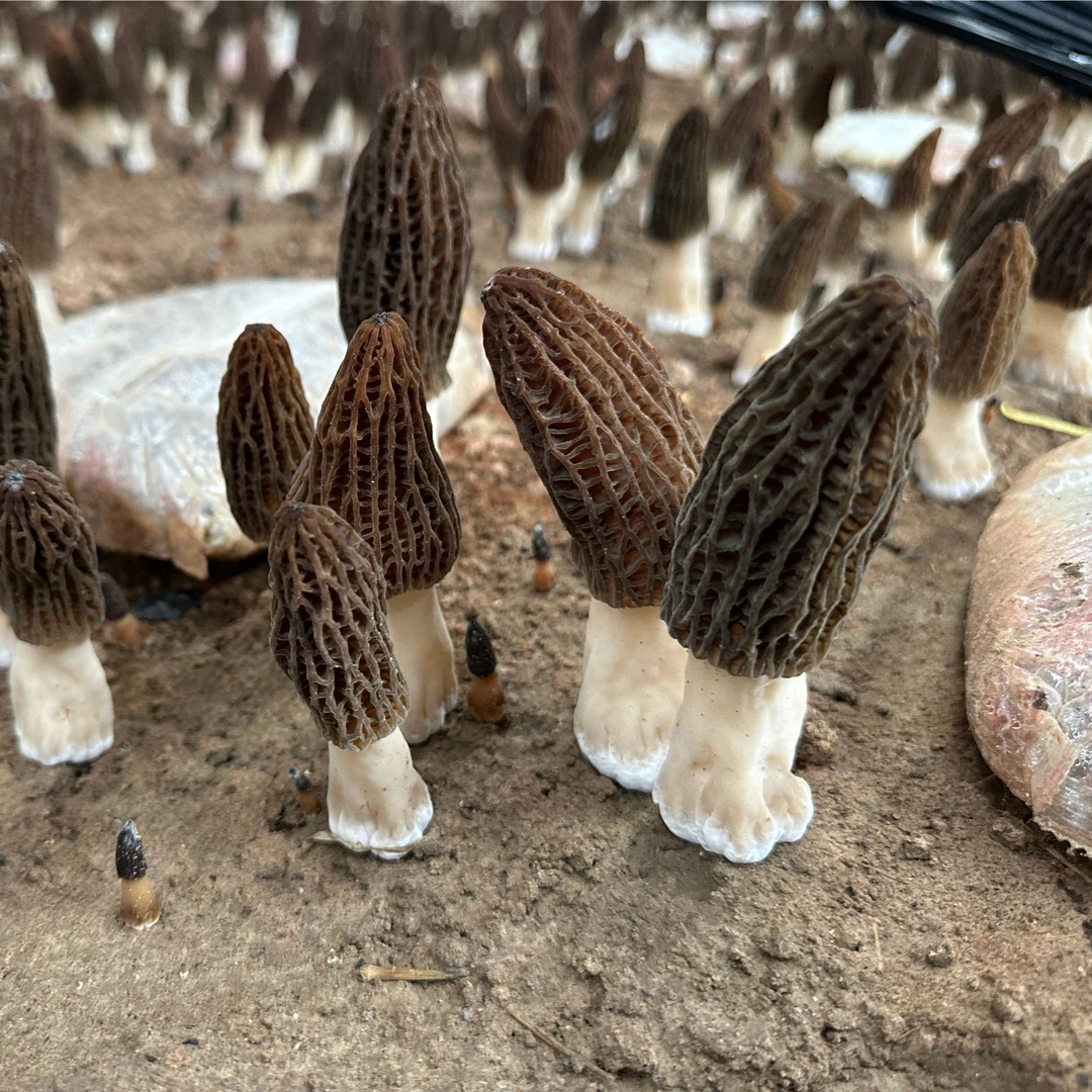 特选新鲜羊肚菌500g新鲜菌菇煲汤食材250g云南四川菌子食用1000g