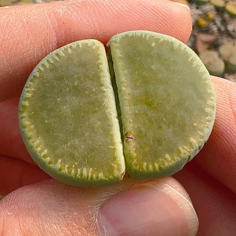 【闪购商品】25845