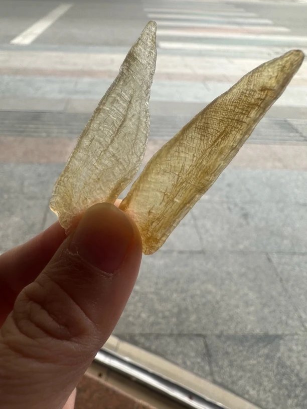 小白花滋补煲汤营养鱼胶干货