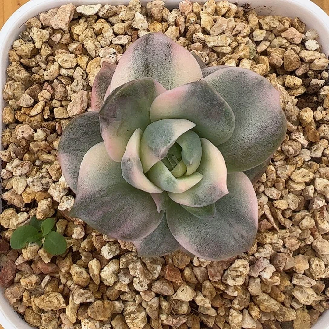 可爱玫瑰彩锦 婕宝一物一拍