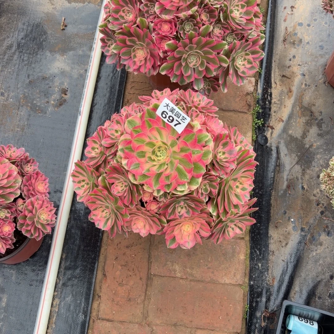 王***师女巫两颗696  697肉肉肉