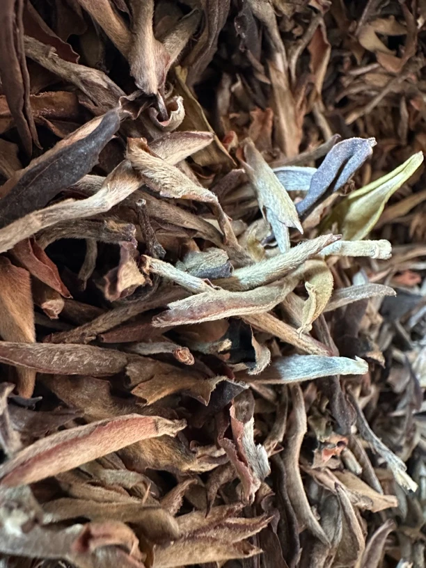 2023年冰岛茶区古树野茶芽苞