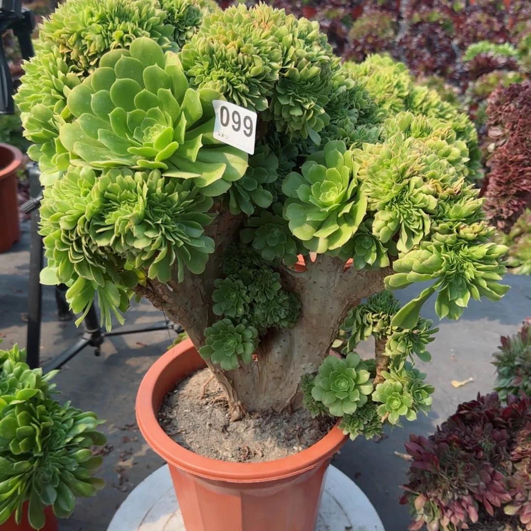 益**修099多肉植物绿缀