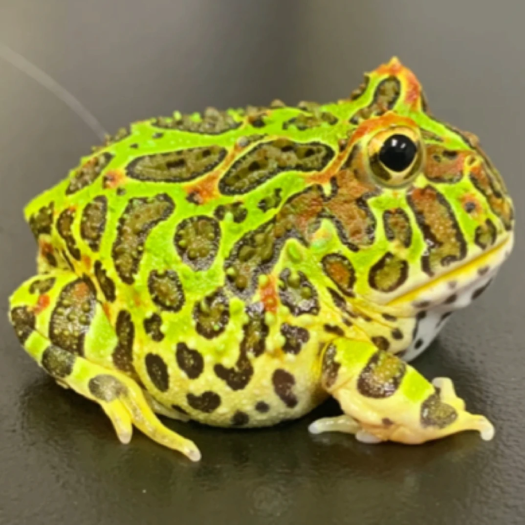 钟角蛙直播间挑选异宠天堂