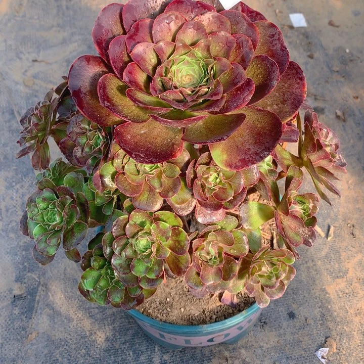 点*396魅金玫瑰捧花朵朵