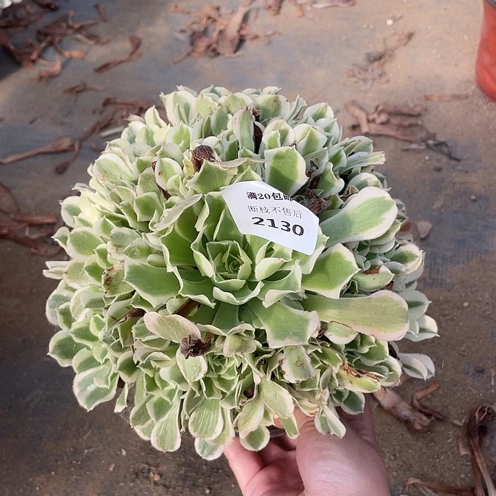 2130白凤法师多肉断枝不包