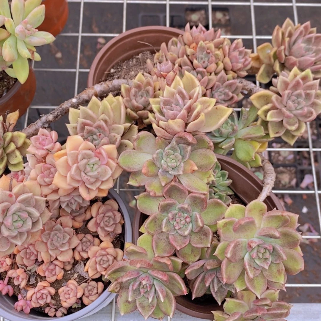 绚丽璀璨三盆多头的群生老桩