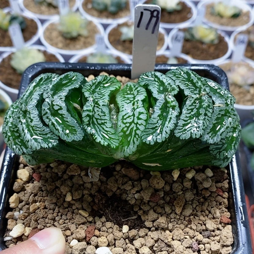 【闪购商品】179玄武大母本