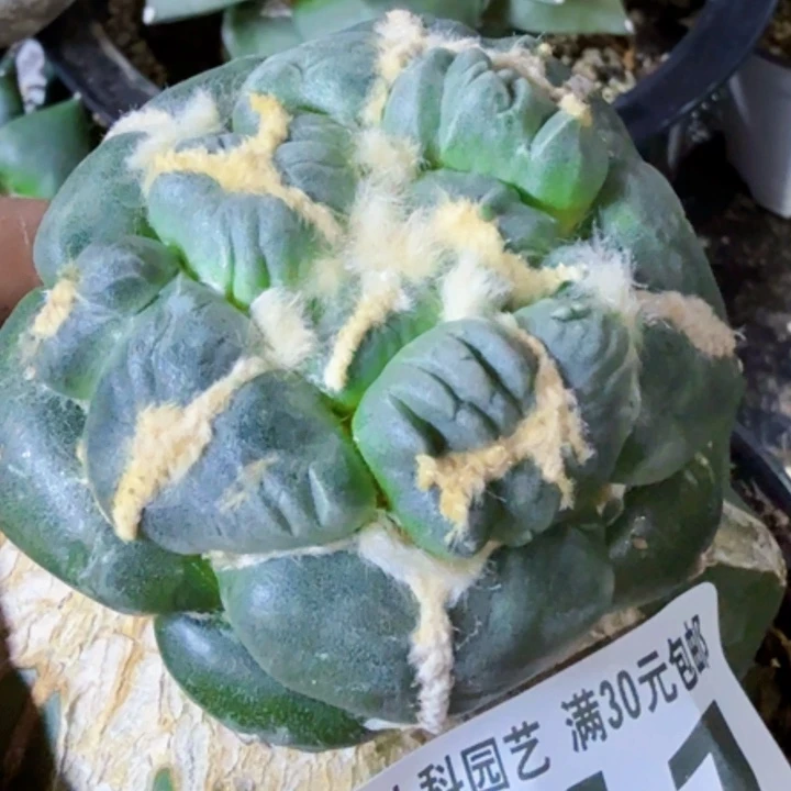 用***9福利苗接变尤蛋411