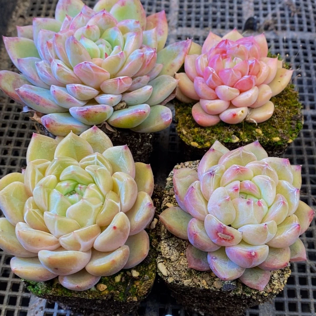 580多肉植物保护研究所所长助理研究员