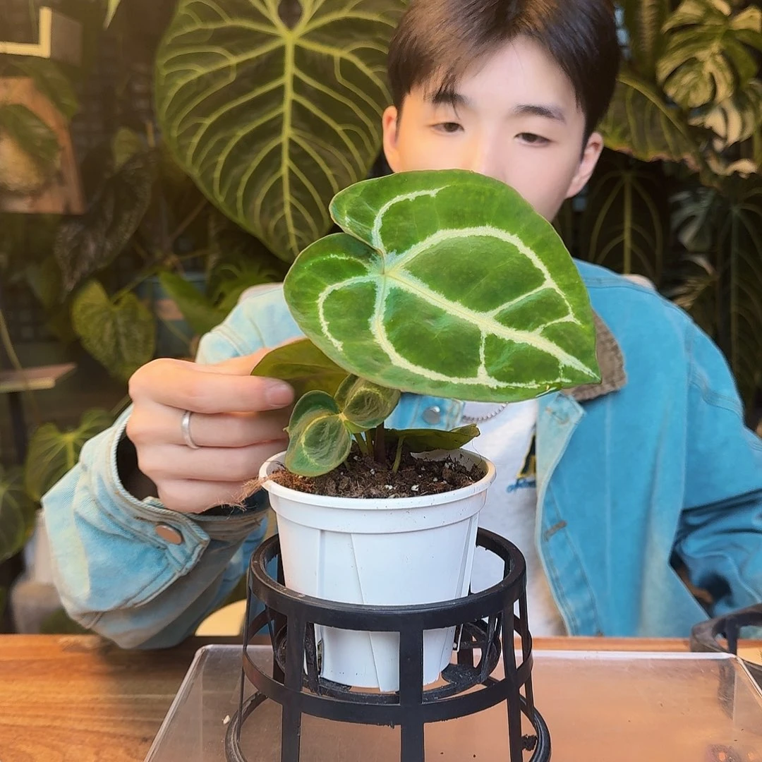 完全开放J196黑泡泡杂印尼粗脉水晶