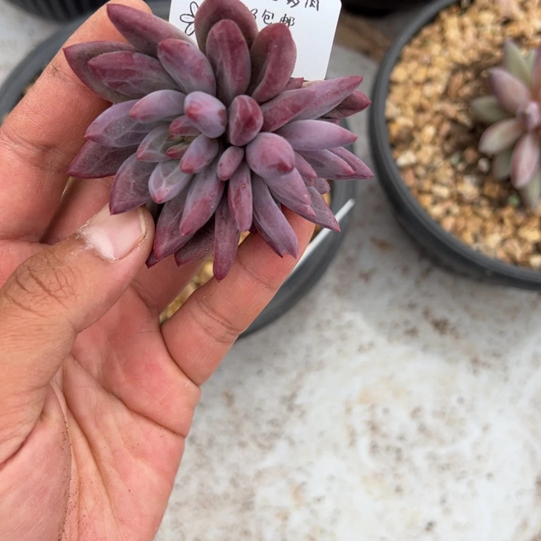 紫体虞美人张张精品多肉0914