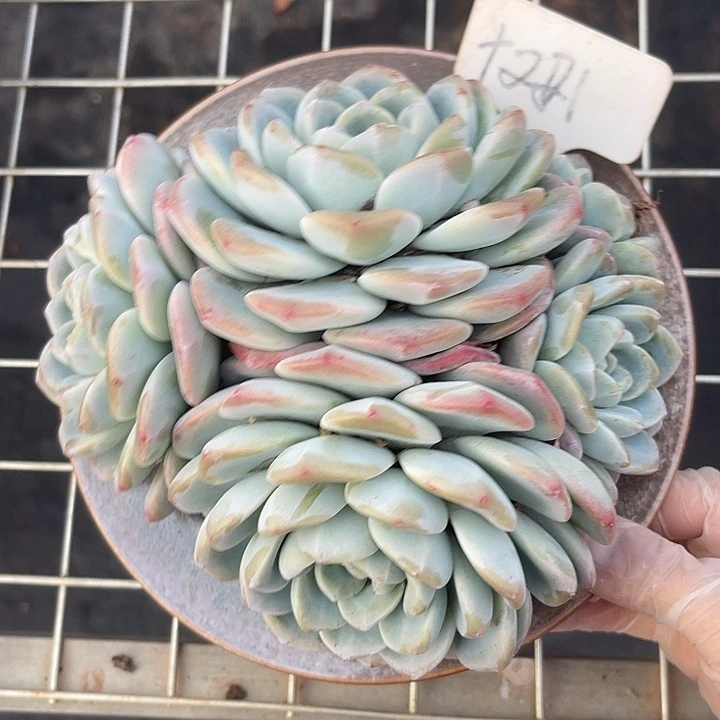 两单包邮，今天全场福利，221冰玉