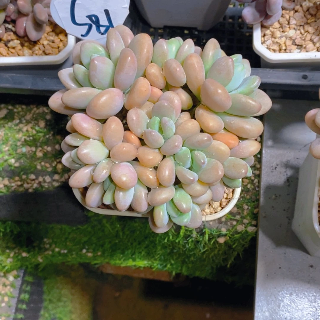 老****づ香水洛神群多肉植物