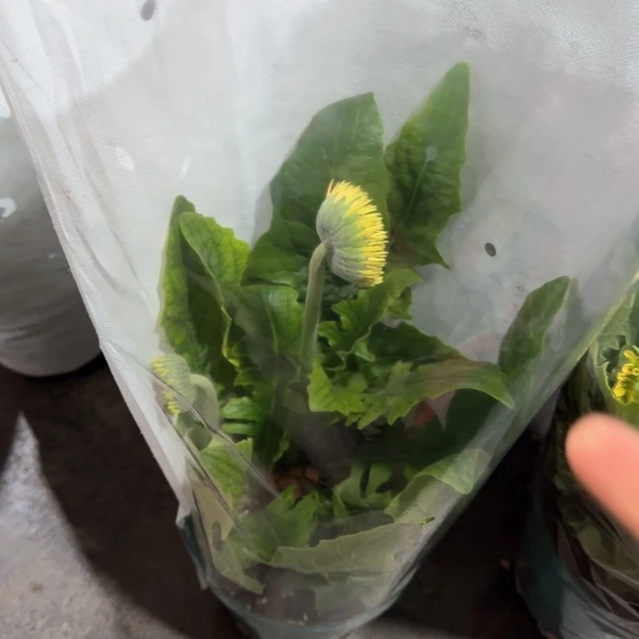 原盆原土一加仑非洲菊华丽