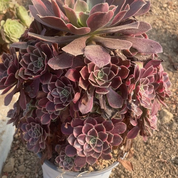 无花朵273多肉植物金丝雀