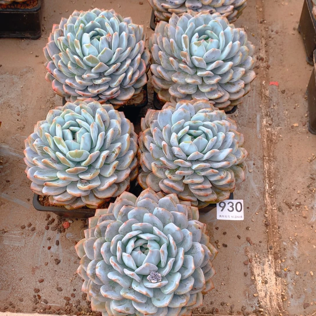 930橙子11111111111