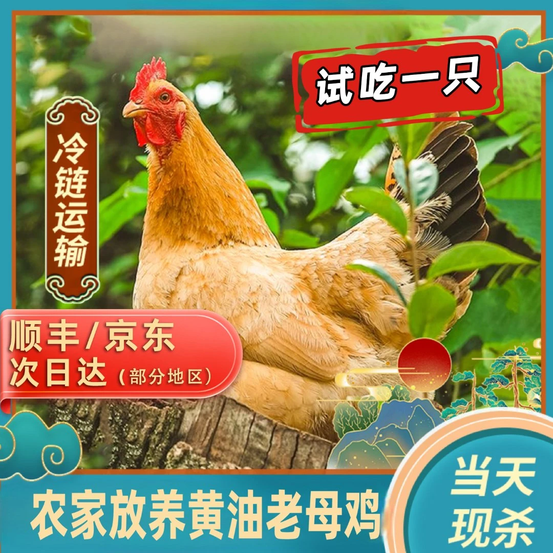 【竹林】买3送1 黄油老母鸡 带内脏 到手共4只净重9-10斤