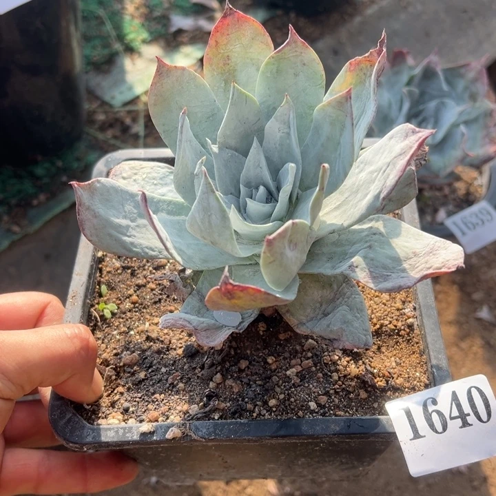 640号雪山多肉植物老庄