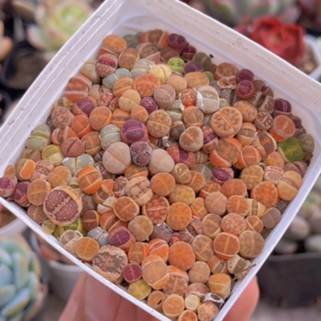 【满9.9包邮】彩色生石花7方盆土多肉植物以直播间展示为主