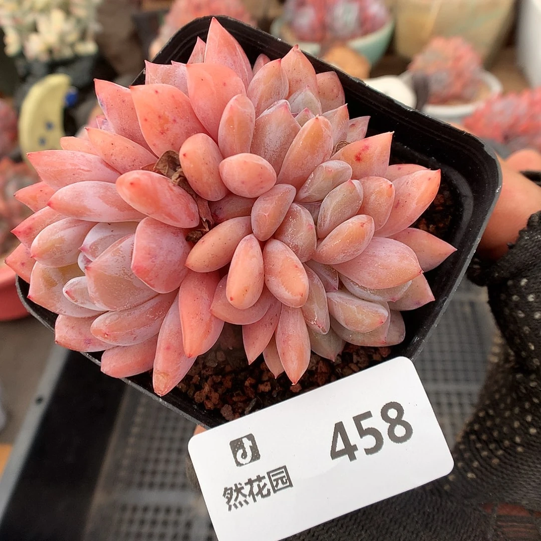 458日本雪天使多肉植物