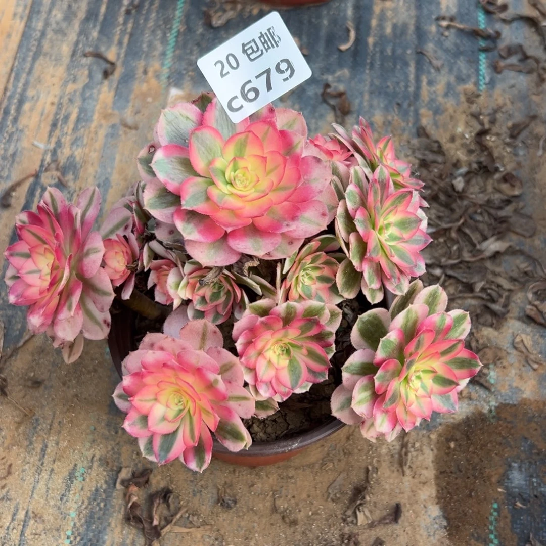 679倾城，多肉法师