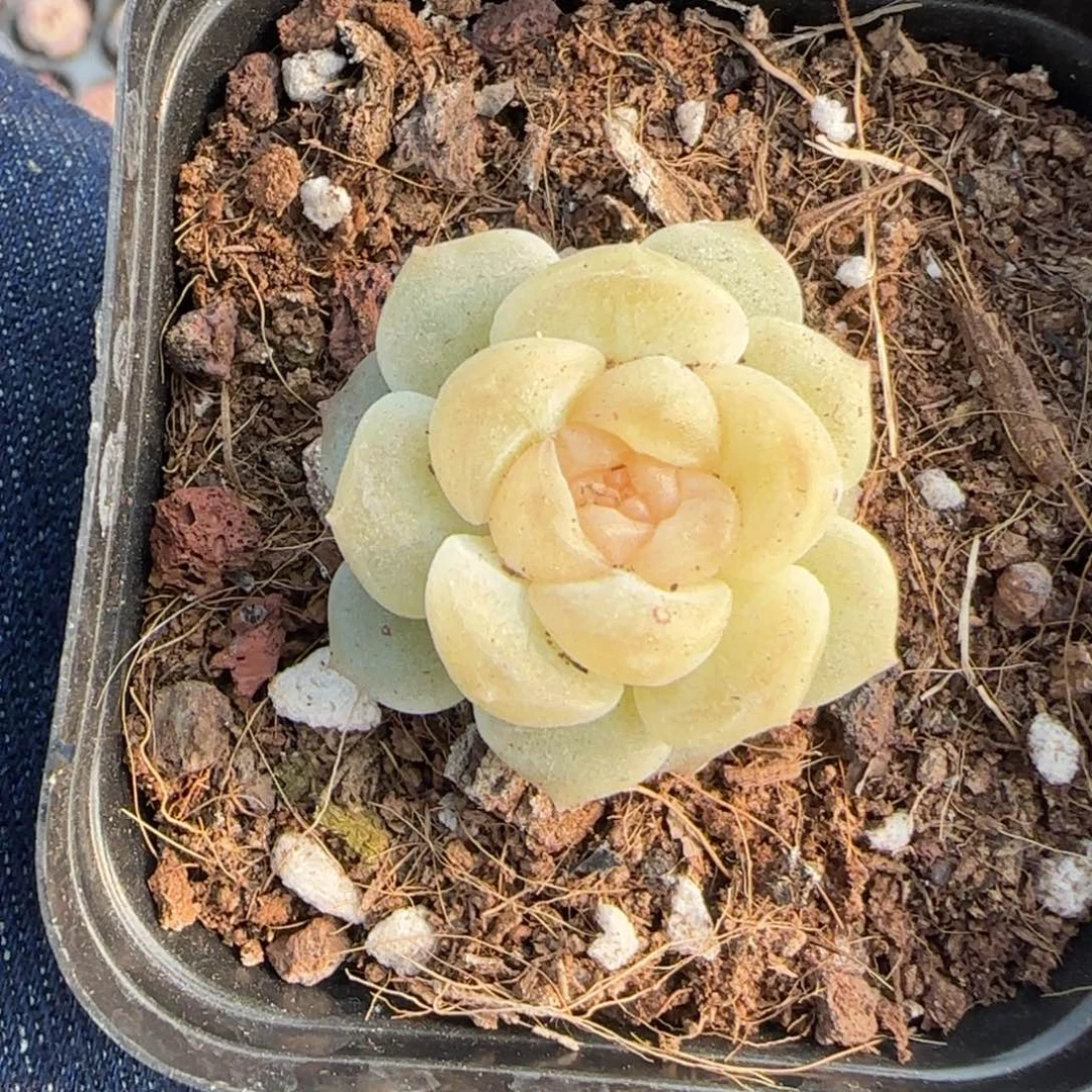 多肉小卡拉米糖心一物一拍