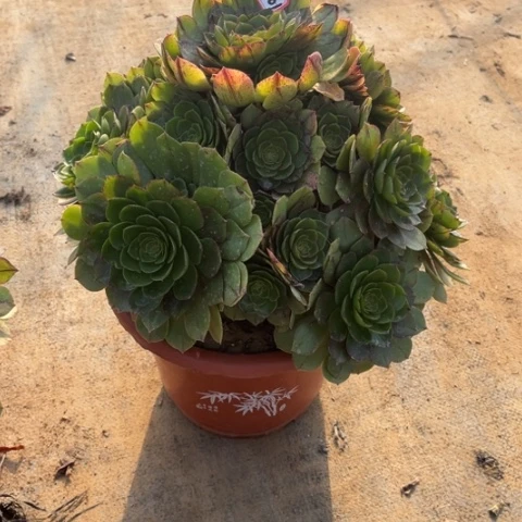 4-101拉丝多肉植物