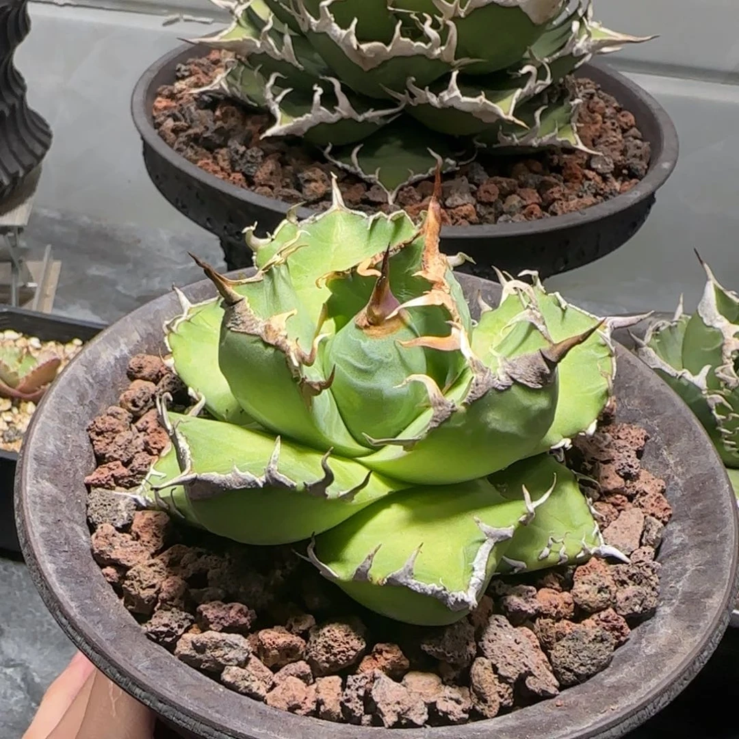 魔丸仁王冠龙舌兰