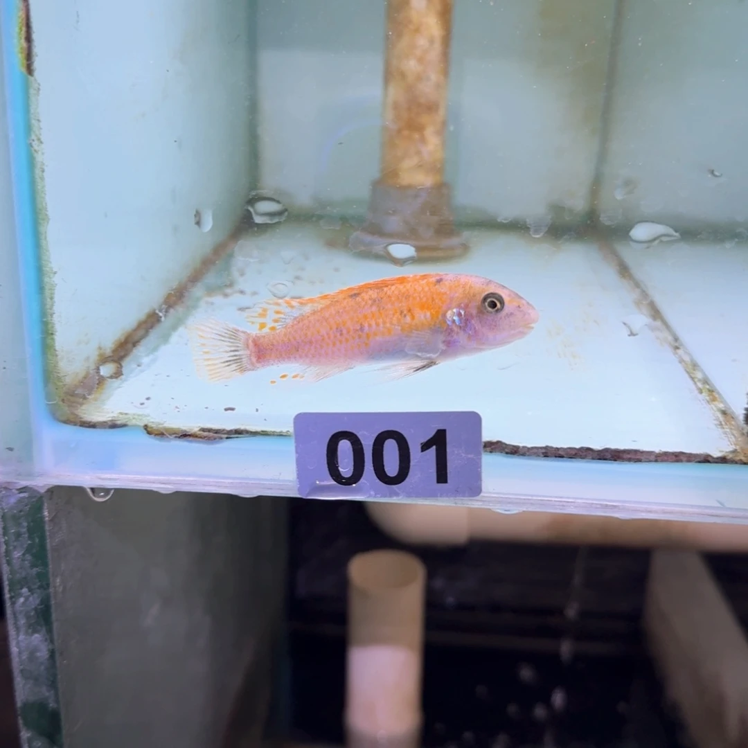 慈鲷鱼1号松比西O公8左右