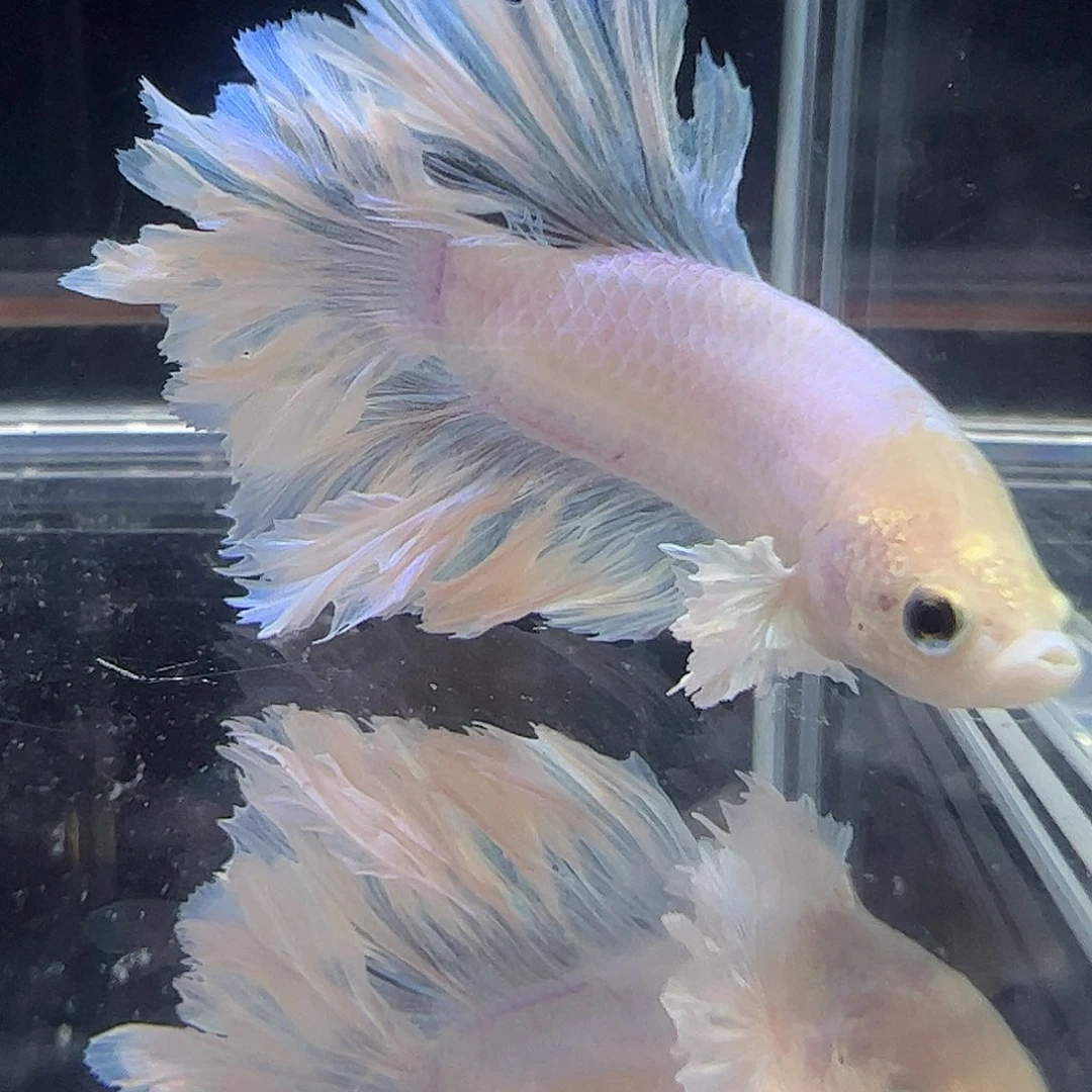斗鱼编号24直播链接