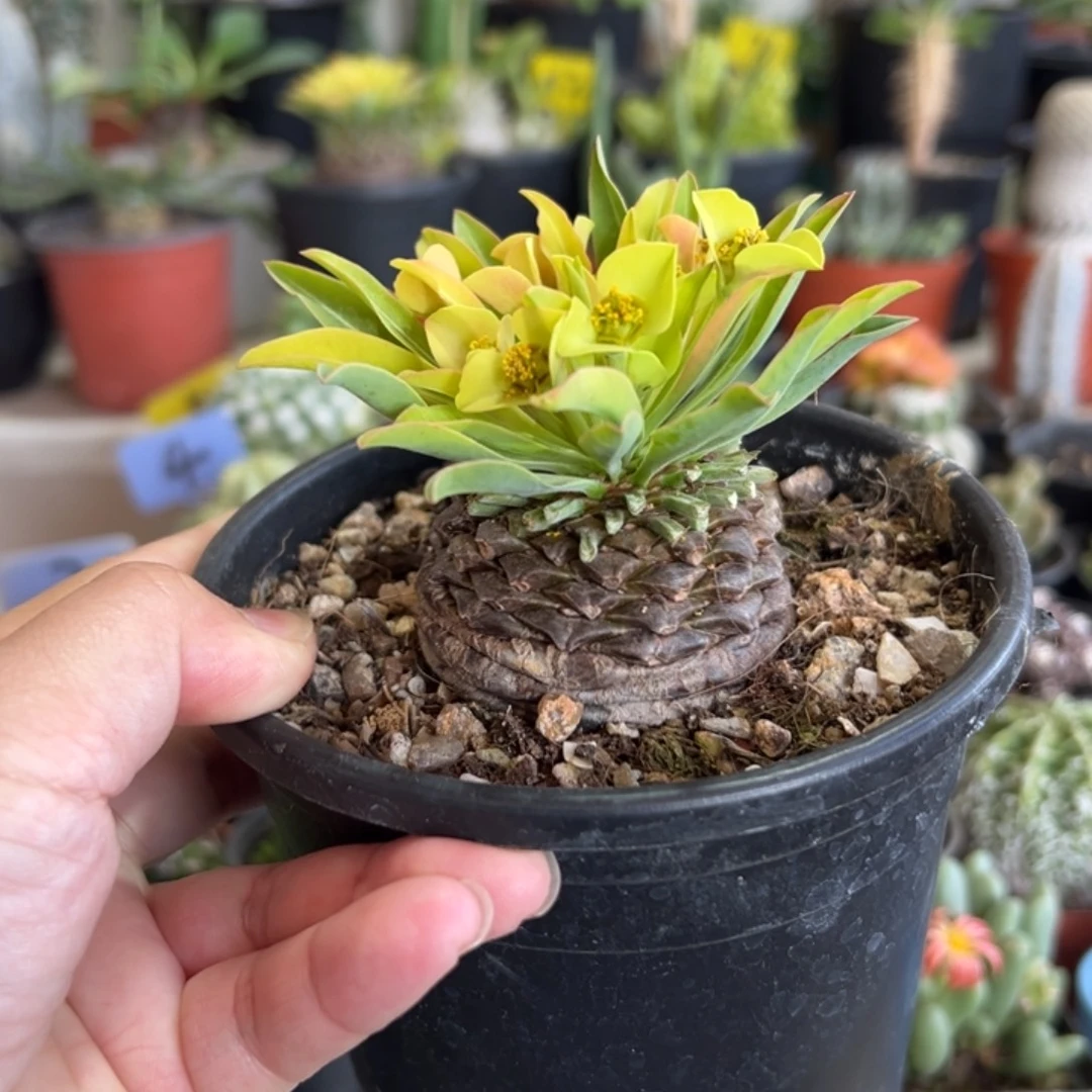 公铁甲丸带盆1111111111