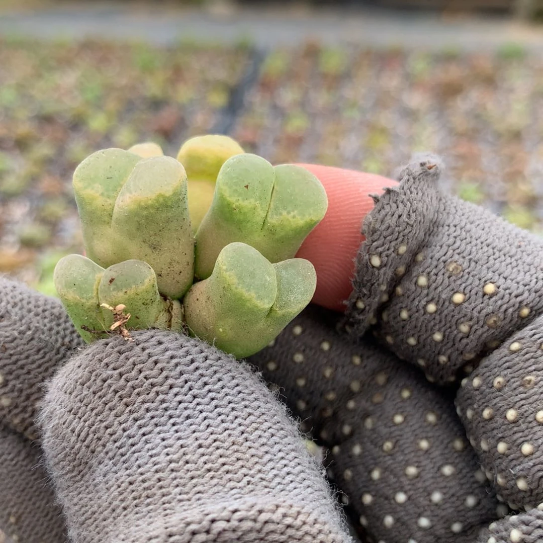甜**昔123风铃母本一颗
