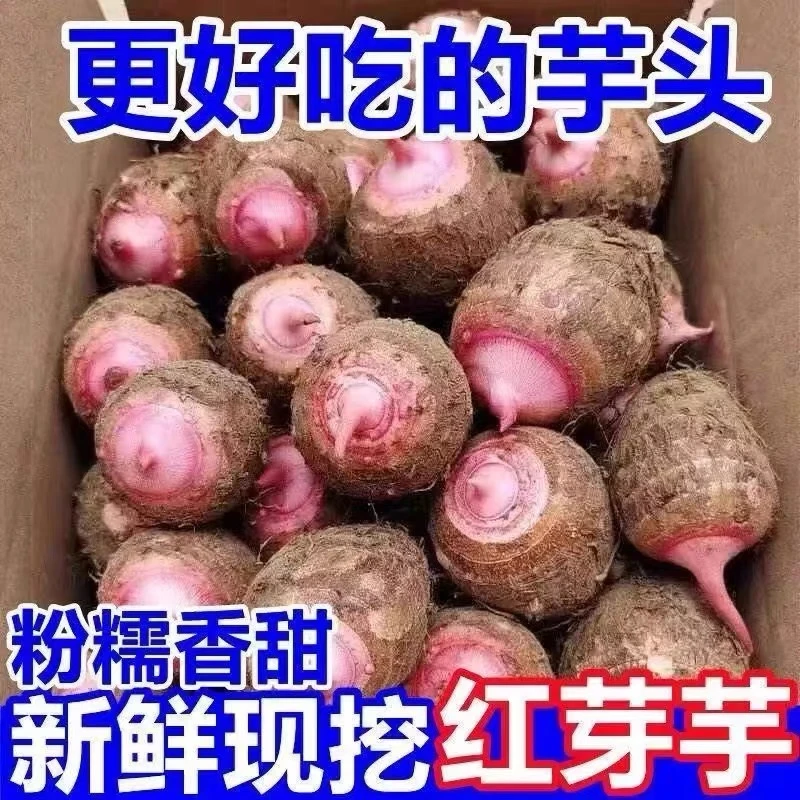 新鲜现挖带泥红芽芋艿粉糯香甜小芋头农家农产品红芽芋儿宝宝辅食