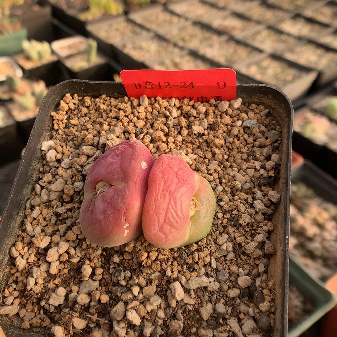 12-24-9 翠光玉一颗