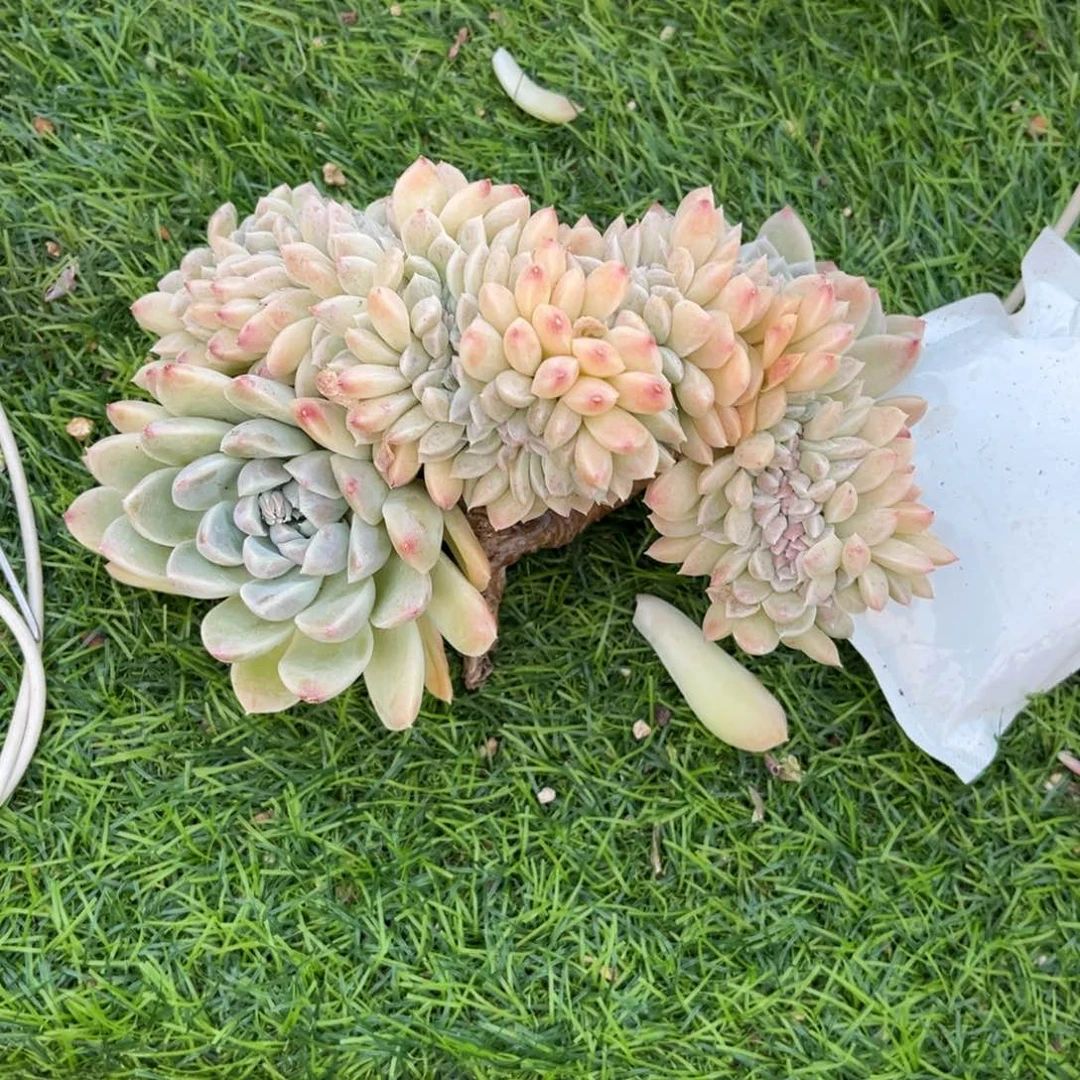 爱**奶油美人缀化脱土发货。。。