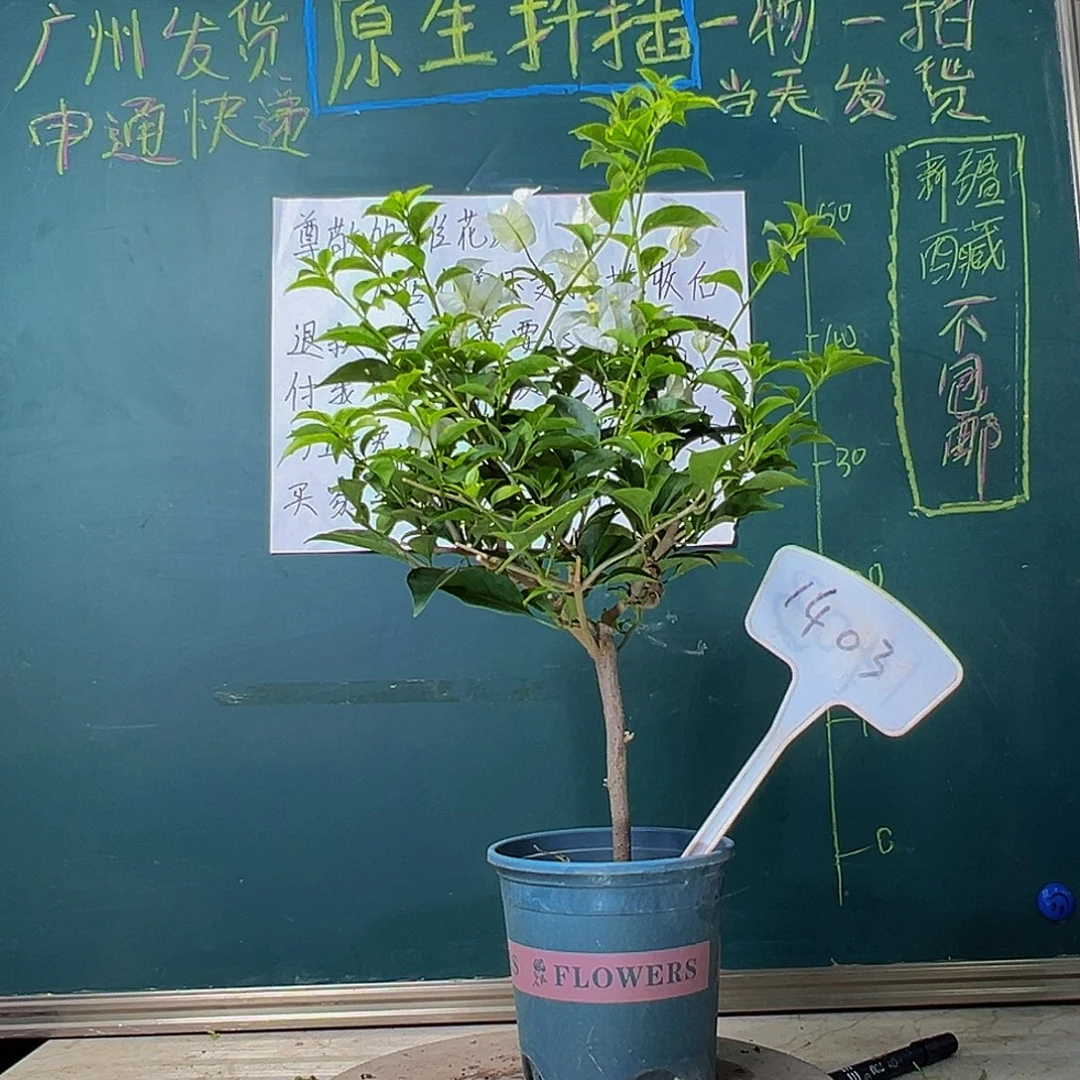 当前无花栽培后可以开花白雪公主1403