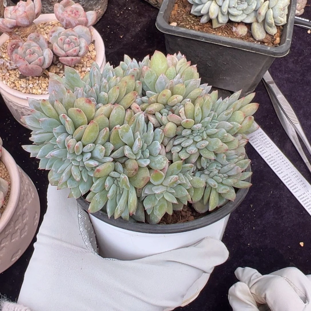 新年快乐 新年快乐