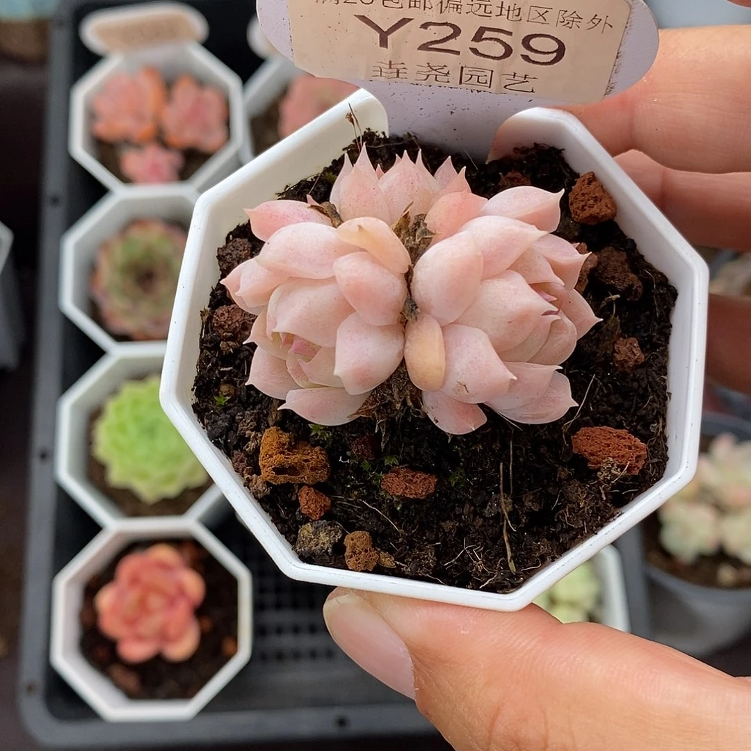 潇***姐0259 颜如玉 4cm