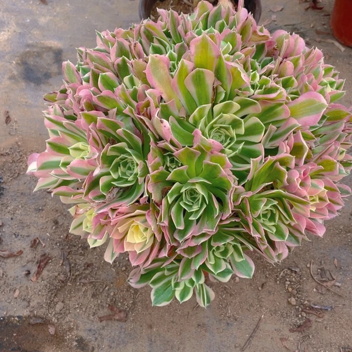 629雨花石法师多肉断枝不售后