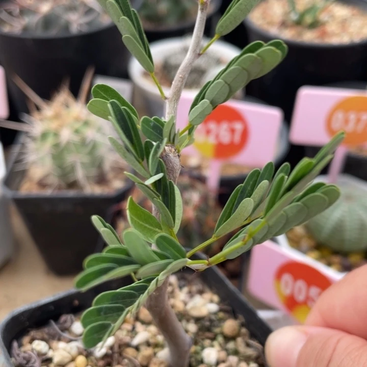 沙漠苏木沙漠苏木000