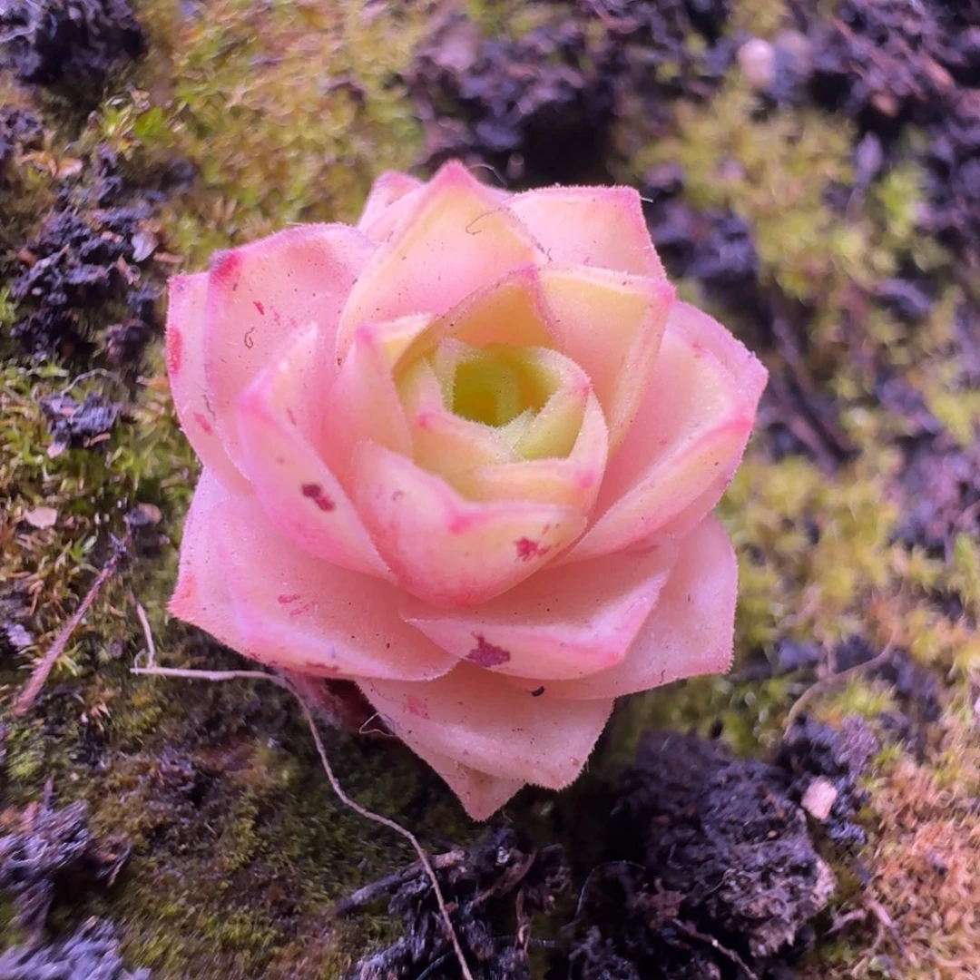 L694半城玫瑰蕾Ａ００１不含盆土